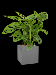 Monstera obliqua v obalu Natural - hydroponie, průměr 20 cm  Monstera, Adansonova monstera, Švýcarský sýr