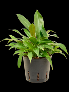 Philodendron Little Phil, průměr 13 cm - hydroponie  Filodendron