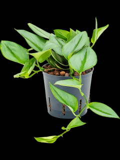 Philodendron Metal Green, průměr 13 cm  - hydroponie  Filodendron