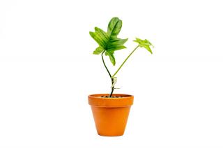 Philodendron Pedatum, průměr 9 cm - SLOW PLANT  Filodendron