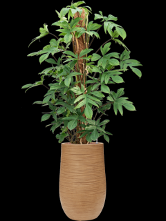 Philodendron pedatum v obalu Baq Dune - hydroponie, průměr 35 cm  Filodendron