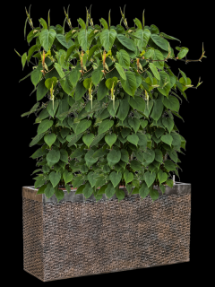 Philodendron scandens v obalu Baq Luxe Lite Universe Layer - hydroponie, průměr 100 cm  Filodendron