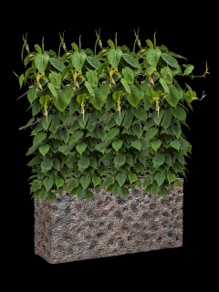 Philodendron scandens v obalu Baq Luxe Lite Universe Moon - hydroponie, průměr 100 cm  Filodendron