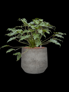 Philodendron Xanadu v obalu Cement & Stone - hydroponie, průměr 32 cm  Filodendron