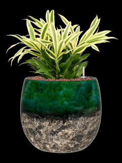 Pleomele (Dracaena) reflexa Song of Sri Lanka v obalu Lindy - hydroponie, průměr 30 cm  Dračinec, Dracéna
