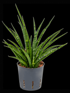 Sansevieria kirkii Fernwood, průměr 13 cm - hydroponie  Sanseveria, tchýnin jazyk, tenura
