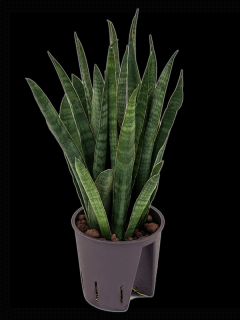 Sansevieria kirkii, průměr 13 cm - hydroponie  Sanseveria, Tchýnin jazyk, Tenura