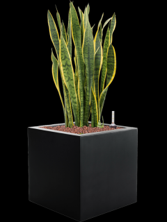 Sansevieria trifasciata Laurentii v obalu Argento - hydroponie, průměr 40 cm  Sanseveria, Tchýnin jazyk, Tenura