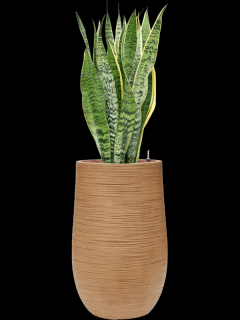 Sansevieria trifasciata Laurentii v obalu Baq Dune - hydroponie, průměr 35 cm  Sanseveria, Tchýnin jazyk, Tenura