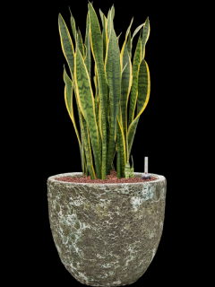 Sansevieria trifasciata Laurentii v obalu Baq Lava - hydroponie, průměr 36 cm  Sanseveria, Tchýnin jazyk, Tenura