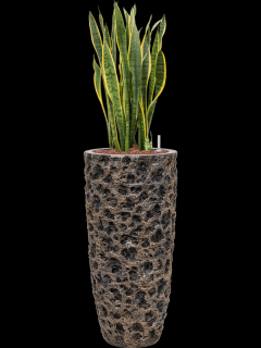 Sansevieria trifasciata Laurentii v obalu Baq Luxe Lite Universe - hydroponie, průměr 33 cm  Sanseveria, Tchýnin jazyk, Tenura
