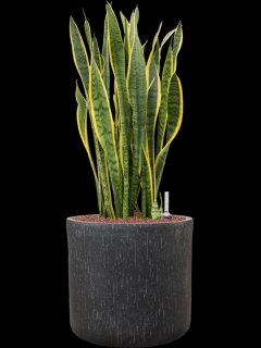 Sansevieria trifasciata Laurentii v obalu Baq Raindrop - hydroponie, průměr 34 cm  Sanseveria, Tchýnin jazyk, Tenura