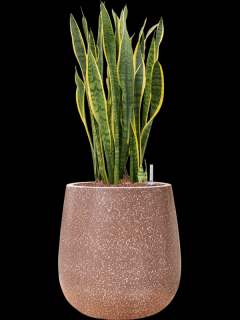 Sansevieria trifasciata Laurentii v obalu Baq Terrazzo - hydroponie, průměr 38 cm  Sanseveria, Tchýnin jazyk, Tenura
