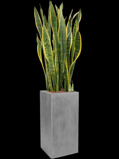 Sansevieria trifasciata Laurentii v obalu fiberstone - hydroponie, průměr 30 cm  Sanseveria, Tchýnin jazyk, Tenura