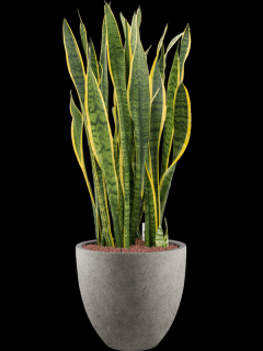 Sansevieria trifasciata Laurentii v obalu Grigio - hydroponie, průměr 40 cm  Sanseveria, Tchýnin jazyk, Tenura