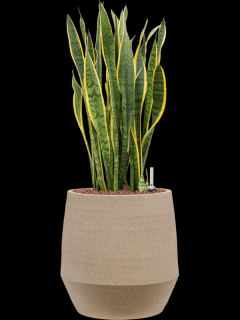 Sansevieria trifasciata Laurentii v obalu Humus - hydroponie, průměr 30 cm  Sanseveria, Tchýnin jazyk, Tenura