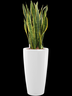 Sansevieria trifasciata Laurentii v obalu Lechuza Rondo - hydroponie, průměr 32 cm  Sanseveria, Tchýnin jazyk, Tenura