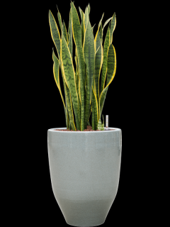 Sansevieria trifasciata Laurentii v obalu One and Only - hydroponie, průměr 32 cm  Sanseveria, Tchýnin jazyk, Tenura