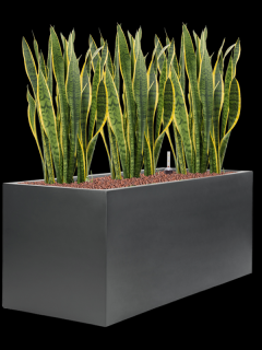 Sansevieria trifasciata Laurentii v obalu Stretto - hydroponie, průměr 100 cm  Sanseveria, Tchýnin jazyk, Tenura