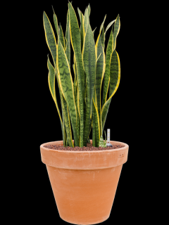 Sansevieria trifasciata Laurentii v obalu Terra Cotta - hydroponie, průměr 35 cm  Sanseveria, Tchýnin jazyk, Tenura