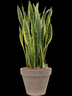 Sansevieria trifasciata Laurentii v obalu Terra Cotta - hydroponie, průměr 40 cm  Sanseveria, Tchýnin jazyk, Tenura