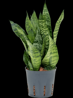 Sansevieria zeylanica Compacta, průměr 13 cm - hydroponie  Sanseveria, Tchýnin jazyk, Tenura