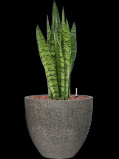 Sansevieria zeylanica v obalu Cement - hydroponie, průměr 34 cm  Sanseveria, Tchýnin jazyk, Tenura