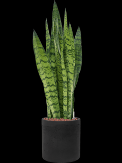 Sansevieria zeylanica v obalu Rough - hydroponie, průměr 25 cm  Sanseveria, Tchýnin jazyk, Tenura