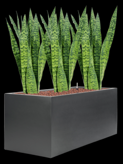 Sansevieria zeylanica v obalu Stretto - hydroponie  Sanseveria, Tchýnin jazyk, Tenura