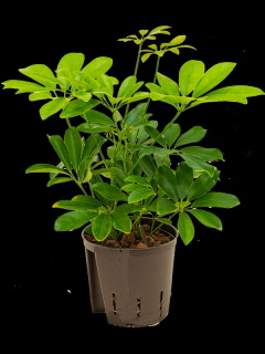 Schefflera arboricola Compacta, průměr 13 cm - hydroponie  Šeflera