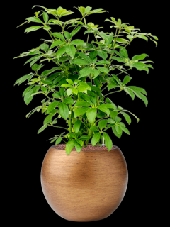 Schefflera arboricola Compacta v obalu Capi Lux Retro - hydroponie, průměr 29 cm  Šeflera