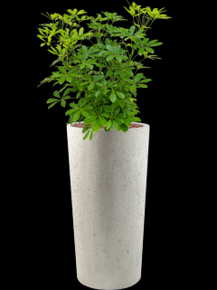 Schefflera arboricola Compacta v obalu Grigio - hydroponie, průměr 36 cm  Šeflera