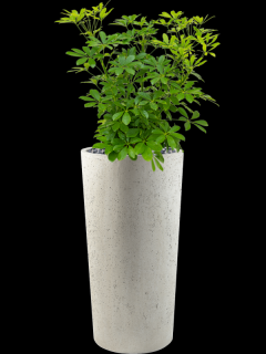 Schefflera arboricola Compacta v obalu Grigio - hydroponie s kamínky, průměr 36 cm  Šeflera