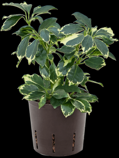 Schefflera arboricola Sofia, průměr 13 cm - hydroponie  Šeflera