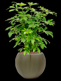 Schefflera Compacta v obalu Capi Nature Groove Special - hydroponie, průměr 29 cm  Šeflera