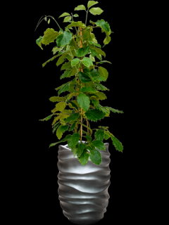 Tetrastigma voinierianum v obalu Baq Gradient Lee - hydroponie, průměr 40 cm  Tonkinská réva