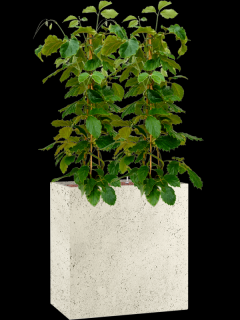 Tetrastigma voinierianum v obalu Grigio - hydroponie, průměr 80 cm  Tonkinská réva