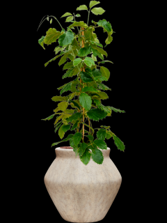 Tetrastigma voinierianum v obalu Mineral - hydroponie, průměr 46 cm  Tonkinská réva