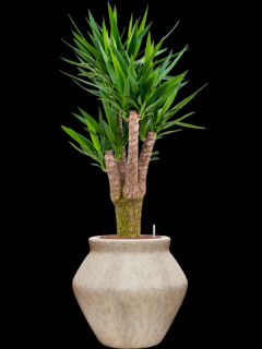 Yucca elephantipes v obalu Mineral - hydroponie, průměr 46 cm  Juka
