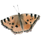 Magnetky Motyli Motýl: babočka jilmová