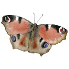 Magnetky Motyli Motýl: babočka paví oko