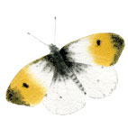 Magnetky Motyli Motýl: bělásek řeřichový
