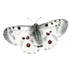 Magnetky Motyli Motýl: jasoň červenooký