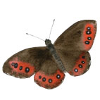 Magnetky Motyli Motýl: okáč černohnědý