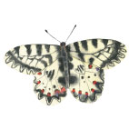 Magnetky Motyli Motýl: pestrokřídlec podraž.