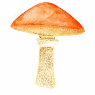 Magnetky na houby Houby: Klouzek