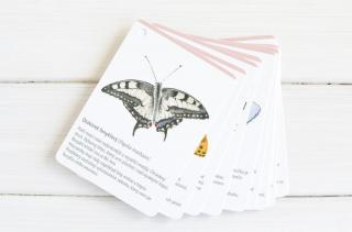 Motýli - 10 kartiček Sada kartiček: bez kroužku