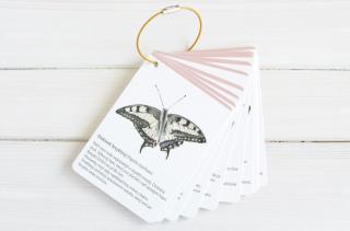 Motýli - 10 kartiček Sada kartiček: startovací s kroužkem