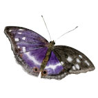 Placky Motýli Motýl: batolec duhový