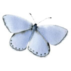 Placky Motýli Motýl: modrásek jetelový